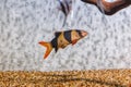 Underwater shot of fish Chromobotia macracanthus