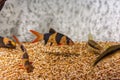 Underwater shot of fish Chromobotia macracanthus