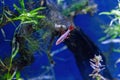 Underwater shot of a fish labeo frenatus glofish