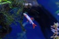 Underwater shot of a fish labeo frenatus glofish Royalty Free Stock Photo