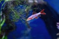 Underwater shot of a fish labeo frenatus glofish Royalty Free Stock Photo