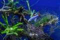 Underwater shot of a fish labeo frenatus glofish Royalty Free Stock Photo