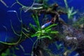 Underwater shot of a fish labeo frenatus glofish Royalty Free Stock Photo