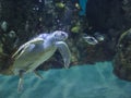 Underwater shot of green sea turtle Royalty Free Stock Photo