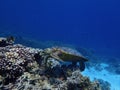 Green sea turtle feeding on a reef