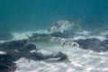 Underwater Shot of Grey Mulletts. Royalty Free Stock Photo