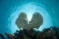 Underwater shot of heart shaped table coral.