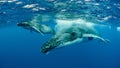 Underwater shot of humpback whales swimming in the Pacific Ocean Royalty Free Stock Photo