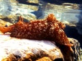 Underwater shot on large sea hare in Mediterranean sea Aplysia punctata Royalty Free Stock Photo