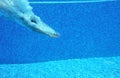 Underwater shot of man diving into pool Royalty Free Stock Photo