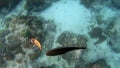 Underwater shot of marine flock of fish among multi-colored-coral