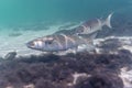 Underwater shot of Mulletts Royalty Free Stock Photo