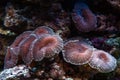 Underwater shot of mushroom coral Fungiidae colony on the reef in the aquarium tank. Colourful corals growing on the ocean Royalty Free Stock Photo