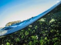 Underwater shot of Mussels Mitilus galloprovincialis Royalty Free Stock Photo