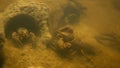 Underwater shot of noble crayfishes group moving in their rock holes in stream