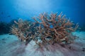 Underwater shot of orange coral in the Great Barrier Reef in Australia Royalty Free Stock Photo