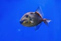 Underwater shot of Pseudobalistes fuscus fish Royalty Free Stock Photo