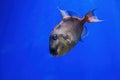 Underwater shot of Pseudobalistes fuscus fish Royalty Free Stock Photo