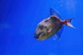 Underwater shot of Pseudobalistes fuscus fish Royalty Free Stock Photo