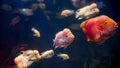 Underwater shot of red and pink fishes swimming in sea water against dark background Royalty Free Stock Photo