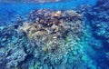 Underwater shot of a reef with fish in the Red Sea Royalty Free Stock Photo