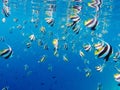 Underwater Shot of a school of Beautiful Angle fish