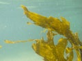 Underwater shot of seaweed plant floating leaves