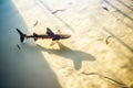 underwater shot of a shark shadow on an ocean bed Royalty Free Stock Photo