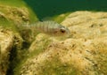 Underwater shot of a stickleback fish in a natural lake in Austria