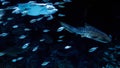 Underwater shot of stingray and shark swimming with school of fishes over coral reef Royalty Free Stock Photo