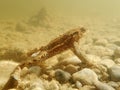 Underwater shot of toads in a moor lake in Bavaria Royalty Free Stock Photo