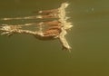 Underwater shot of toads swimming on the surface of a lake Royalty Free Stock Photo