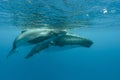 Underwater shot of two humpback whales swimming near the surface