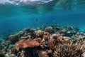 underwater shot of vibrant coral reef, schools of fish swimming among the corals Royalty Free Stock Photo