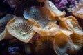 Underwater shot of yellow mushroom coral Fungiidae colony on the reef in the aquarium tank. Colourful corals growing on the Royalty Free Stock Photo