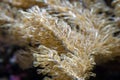 Underwater shot of yellow mushroom coral Fungiidae colony on the reef in the aquarium tank. Colourful corals growing on the Royalty Free Stock Photo