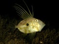 Underwater shot of Zeus Faber - John Dory or Peter's fish Royalty Free Stock Photo