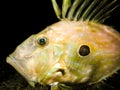 Underwater shot of Zeus Faber - John Dory or Peter`s fish Royalty Free Stock Photo