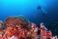 Underwater Similan,North Andaman Sea Royalty Free Stock Photo