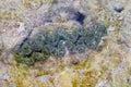 Underwater Small Giant - Tridacna - Live Bivalve Mollusk among Stones - Marine Life - Coral Walk, Neil Island, Andaman