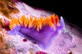 Underwater snail in California