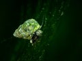 Underwater snail - fresh water