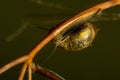 Underwater snail - fresh water