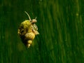 Underwater snail - fresh water