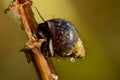 Underwater snail - fresh water