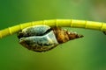 Underwater snail, Fresh water