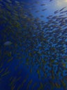 Underwater snappers fish wallpaper in abstract color