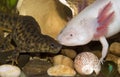 Underwater Spanish ribbed newt and Axolotl Mexican walking fish. Ambystoma mexicanum. close up in an aquarium. Wildlife animal