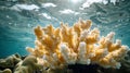 Underwater Splendor: Sunlit Coral Reef Ecosystem in Pristine Waters Royalty Free Stock Photo