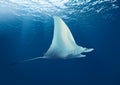 Underwater Stingray sea